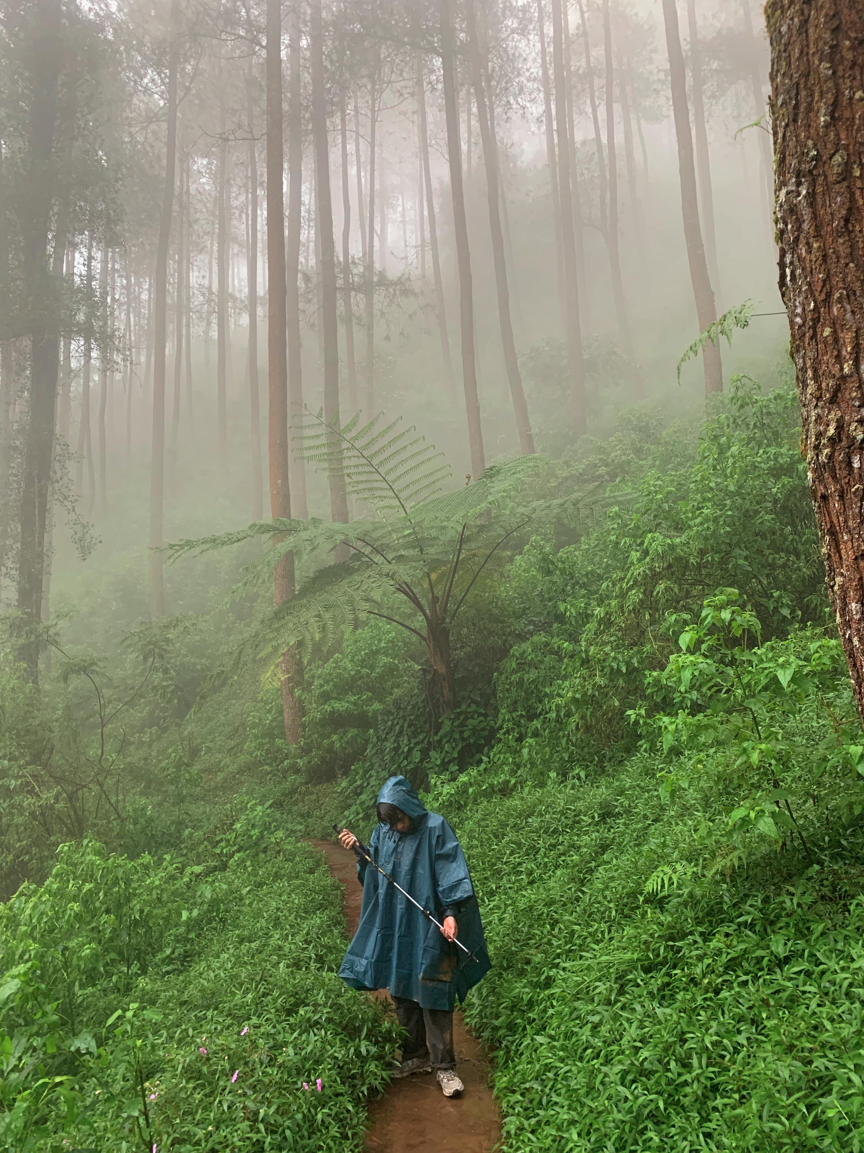 The misty pine forest during descent