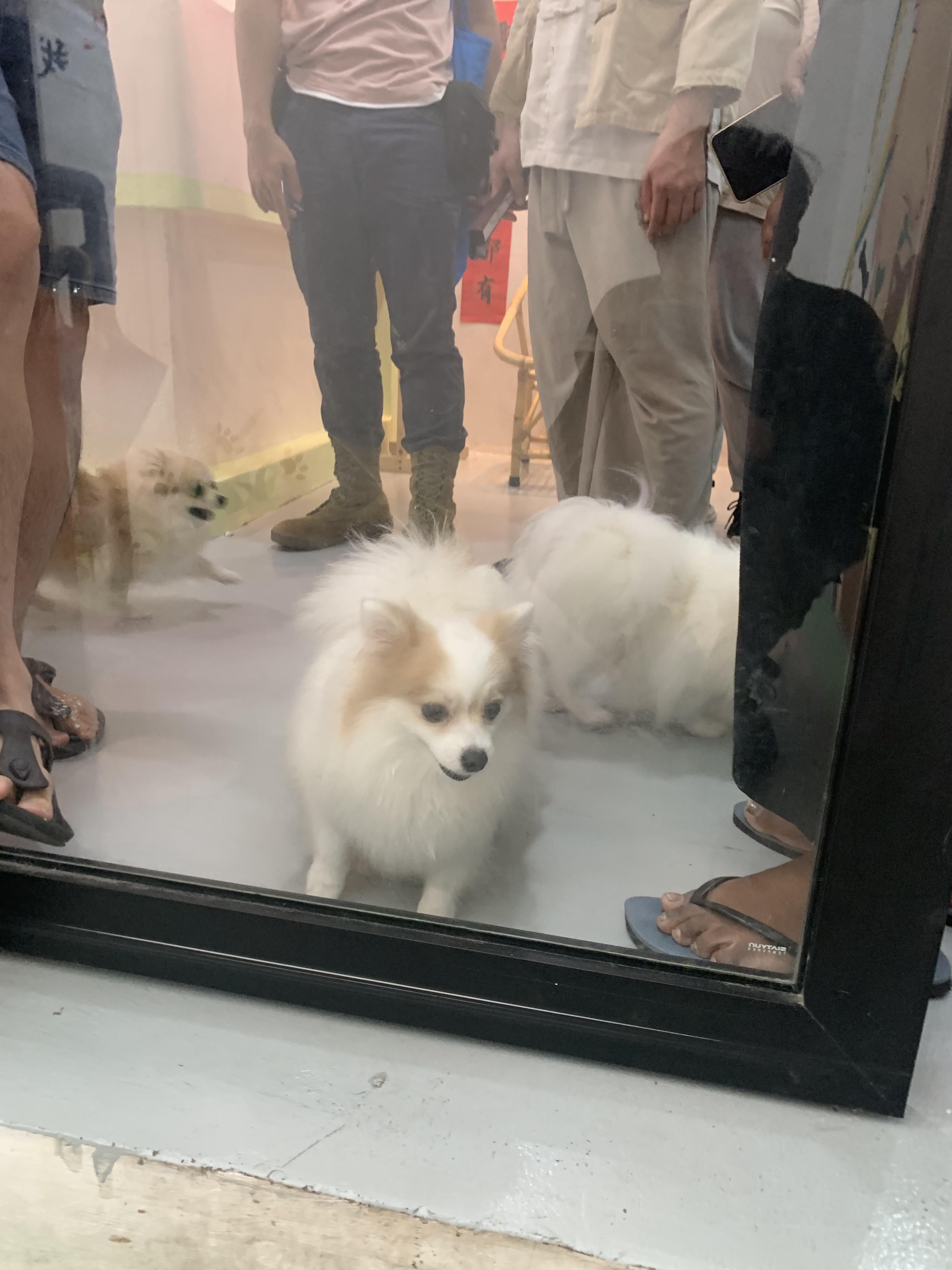 The dogs greeting us at the entrance