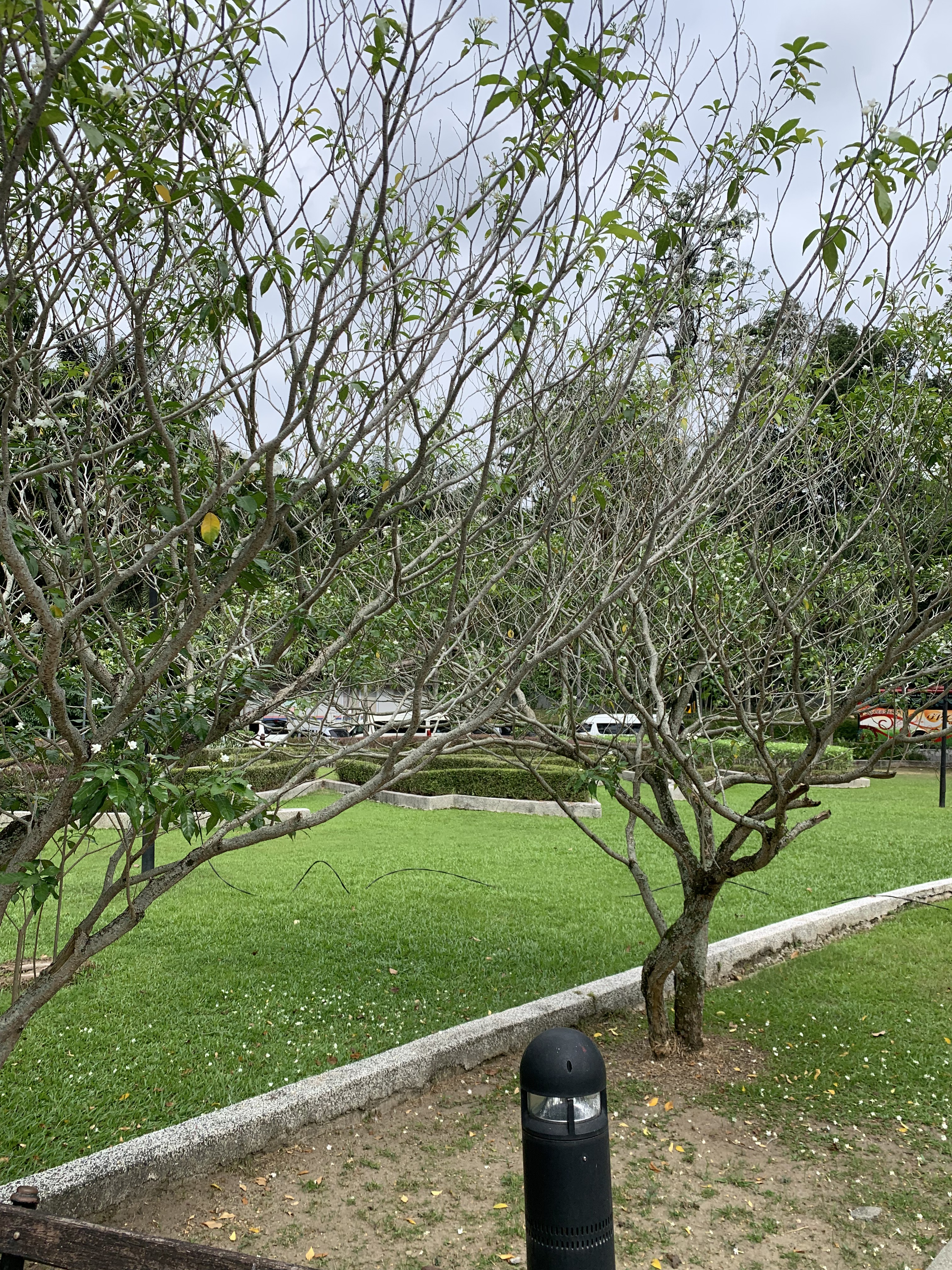 Walking paths